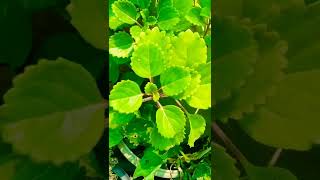 Plectranthus verticillatus  Swedish Ivy Plant  Swedish Begonia [upl. by Leimad]