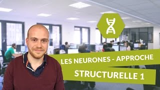 SVT BAC S  Les Neurones  approches structurelle et fonctionnelle PARTIE 1 [upl. by Deevan]