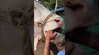 Wah ustad ji wah rooftop farming pets vet animals love earn farm [upl. by Obmar940]