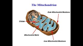 Mitochondrial Genome PPT [upl. by Langer121]