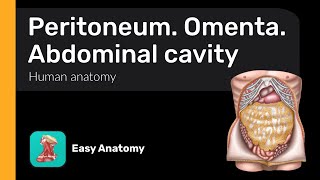 Peritoneum  Omenta  Abdominal cavity  Anatomy amp Function [upl. by Etteniuqna997]