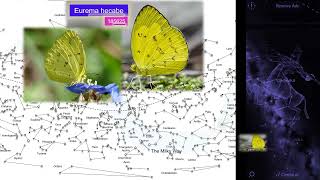 Butterfly Eurema hecabe [upl. by Natalee]