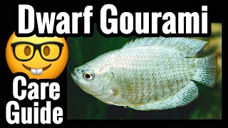 Dwarf Gourami Fish Care [upl. by Woodring]