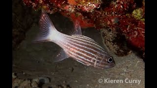 Tiger Cardianlfish  Cheilodipterus macrodon [upl. by Lashonda]