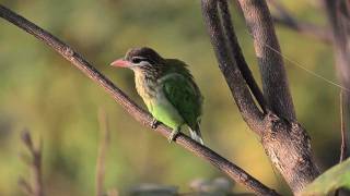 Whitecheeked Barbet [upl. by Arakihc]