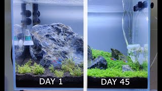 Monte Carlo Growth TimeLapse Carpeting plants Micranthemum Aquascaping Bangalore India [upl. by Aslehc]