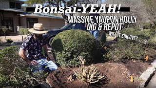 Sumo Sized Yaupon Holly Dig  BonsaiYEAH [upl. by Rinaldo626]