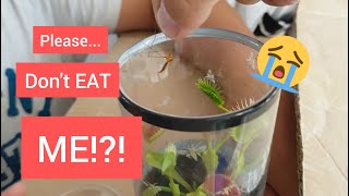 Venus Flytrap vs Giant Mosquito 2023 [upl. by Malva]