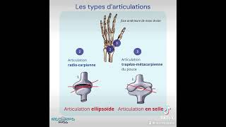 Les articulations  anatomie [upl. by Bunow]