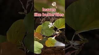 कचनार Bauhinia variegata Plant Tree Flower Benefits [upl. by Ahsenre586]