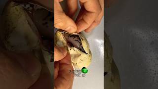 Snake egg cutting molinarosnakelab snakeeggs eggcutting ballpython python python reptiles [upl. by Annala]