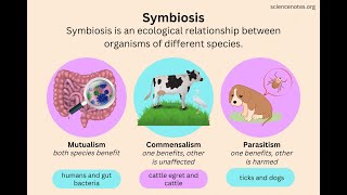 Symbiotic Relationships [upl. by Onileva]