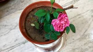 How to save dying rose plant [upl. by Warren369]