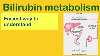 Bilirubin Metabolismeasy to understandstercobilinogen [upl. by Hirai199]