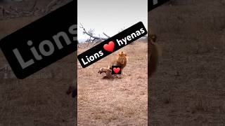 hyenas lions wildlife cute youtubeshorts love shortvideo shorts [upl. by Dnamron]