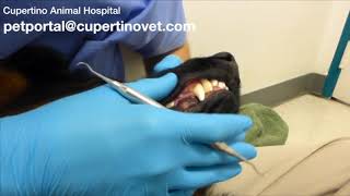 Anesthesia Free Dental Cleaning on Dog [upl. by Timofei58]