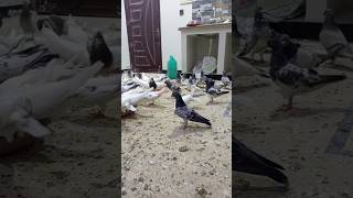 Kabli nar karachi birds [upl. by Oriaj]