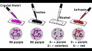 Gram Staining  Amrita University [upl. by Magena274]