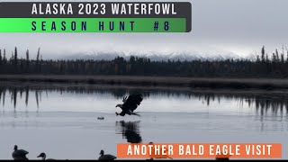 Another Eagle Visit Alaska Hunt 8 [upl. by Esyli577]