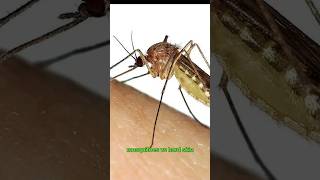 Funny mosquitoes vs hard skin [upl. by Ellenwahs]