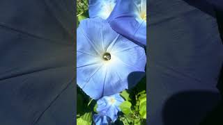 Morning Glory covers bee with pollen [upl. by Moreen128]