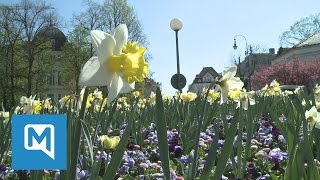 München im Frühlingsfieber So schön ist die bayerische Landeshauptstadt [upl. by Philender]