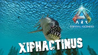 Taming A Xiphactinus  Ark Survival Ascended [upl. by Ruckman727]