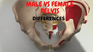 DIFFERENCE BETWEEN MALE AND FEMALE BONY PELVIS  BONY PELVIS ANATOMY [upl. by Boser]