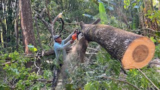 Stihl ms660 Vs Husqvarna 395xp chainsaw  Cut down 2 trembesi trees [upl. by Iong]