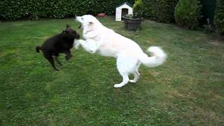 Kuvasz vs Labrador [upl. by Etterual]