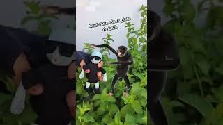 Bailando con el chango 🐵 baile chango gangnamstyle dance musica pro viral fyp parati [upl. by Berger550]