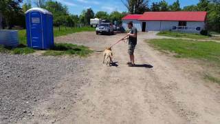 CRAZY PITBULL FULLY OFF LEASH [upl. by Ycniuqed]