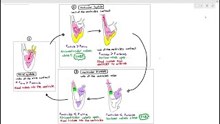 815 Cardiac Cycle Cambridge AS amp A Level Biology 9700 [upl. by Naie712]