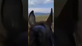 Horse edit✨️ horse equestrian horseing horseedits edit [upl. by Aicirtam]