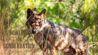 Howling For Conservation  The Iberian Wolf o lobo ibérico  Inspire Wilderness [upl. by Singband]