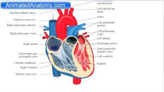 Heart Anatomy And Function [upl. by Leimad]