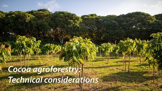 Cocoa Agroforestry Technical Considerations  Acorn Agroforestry Academy Webinar [upl. by Droflim682]