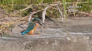 kingfishers breakfast カワセミの朝ごはん 4 Nov 2023 2m36sec [upl. by Mella]