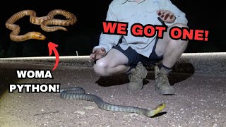 We found a wild Woma Python Herping the Brigalowbelt [upl. by Drice]