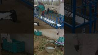 goat feeder dringer  ஆடு தீவனம் தண்ணீர் ஒரே தொட்டியில்  goat cage  9629118880  sheep cage [upl. by Nester875]