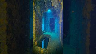 Diving the USS Oriskany shipwrecks artificialreef scuba diver spearfishing short asmr diving [upl. by Maxy]