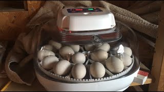 Incubating Eggs From Start to Finish In A Nurture Right 360 [upl. by Siroled821]