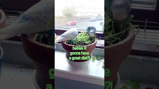 when you leave your budgies alone for half an hour birdlovers babybudgie subscribehere [upl. by Yrogerg]