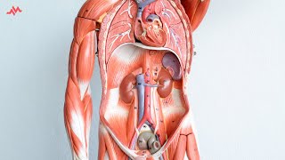 Abdominal Anatomy  Retroperitoneal Organs SAD PUCKER Mnemonic [upl. by Chelsy951]