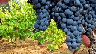 Viñedos españoles  Mejores viñedos  Uva de calidad  Viñas  cepas viejas  Mejores uvas [upl. by Mauldon]