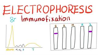 Electrophoresis Immunoelectrophoresis and Immunofixation [upl. by Entsirhc]