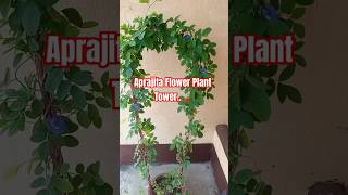 Aprajita flower plant tower  Aprajita Plant  Aprajita tower shorts youtubeshorts gardening [upl. by Arodnap]