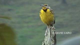 Eastern Meadowlark Chirlobirlo Sturnella magna [upl. by Tap264]