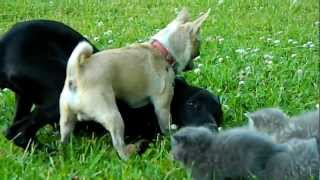 Brave Chihuahua protects Kittens [upl. by Lynnworth]