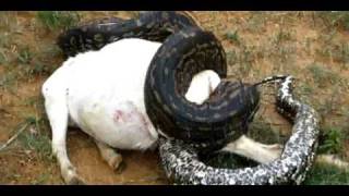 Shocking Video Snake Eats Goat Alive On Camera quotMust Seequot [upl. by Haela]